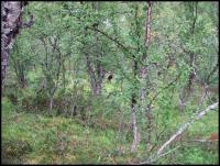 Bifogad bild: norge2010augusti763.jpg